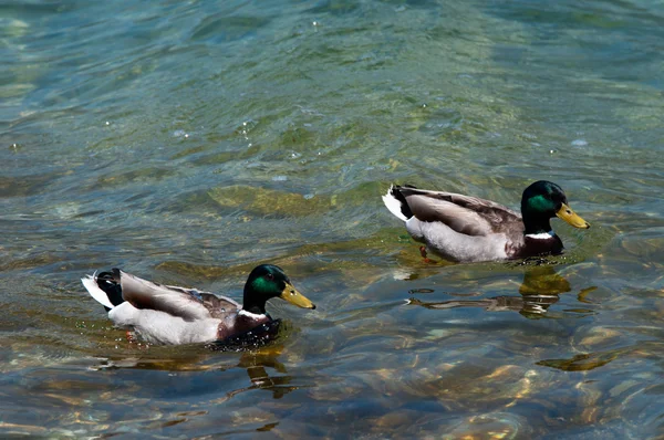 Dwie kaczki pływające w jeziorze — Zdjęcie stockowe