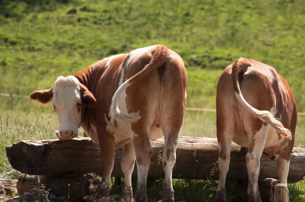 Vacas em Trough — Fotografia de Stock