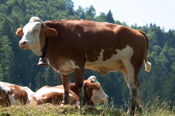 Vacas pastando com moscas — Fotografia de Stock