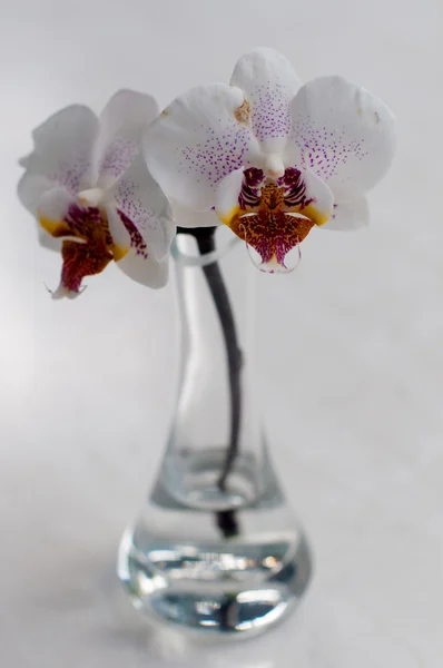 花瓶里的兰花 — 图库照片