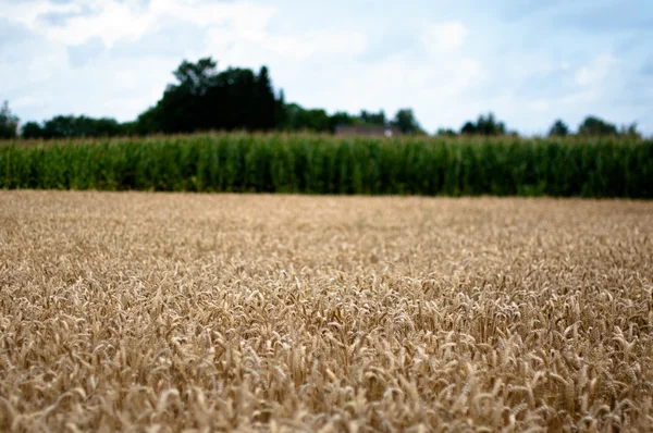 Pole obilí a kukuřice — Stock fotografie
