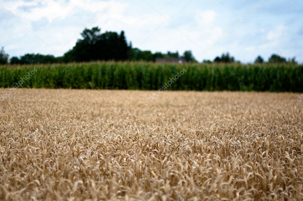 Corn and Maize Field