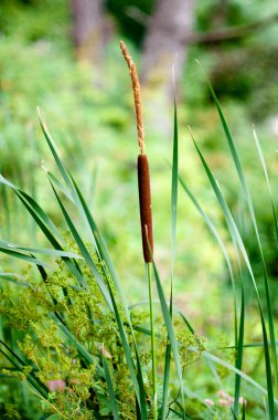 Cattails and Reeds clipart