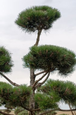 Bahçe peyzaj. Budama sanatı