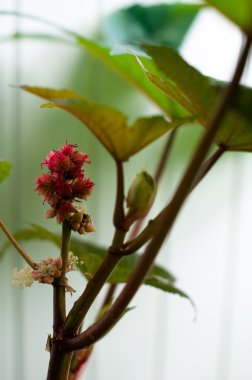 Hint yağı fabrikası Ricinus Communis