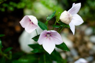 pembe Çin bellflower