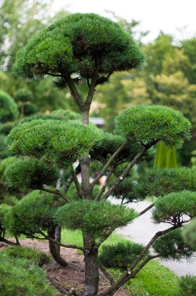 stock image Garden Landscape. Topiary