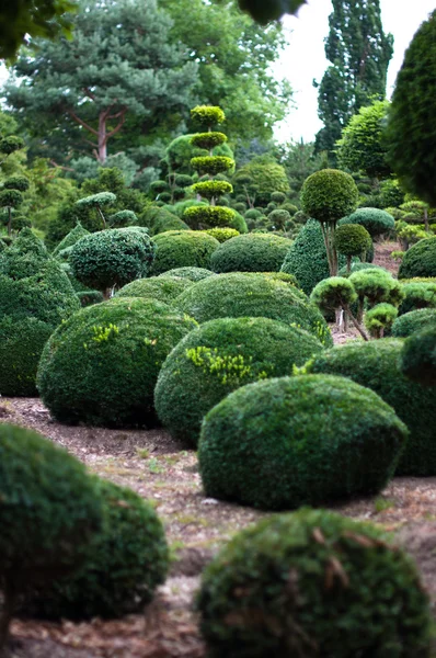 Gartenlandschaft. topiary — Stockfoto