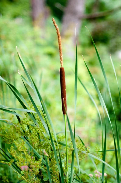 Cattails and Reeds — Stock Photo, Image