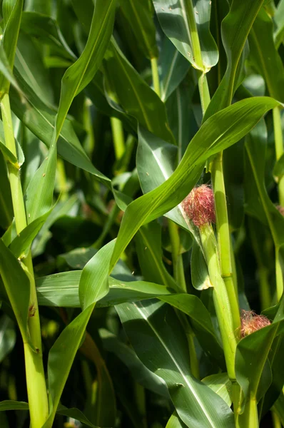 Young maize plant — Stock Photo, Image