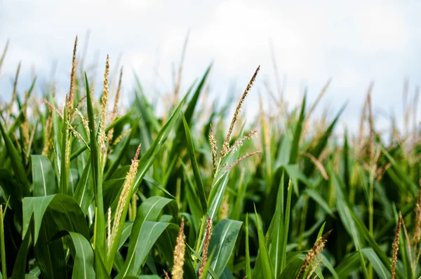 Kukurydza na polu — Zdjęcie stockowe