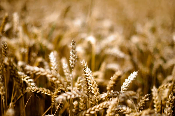 Gold Corn Field — Stock Photo, Image