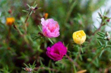 karışık portulaca