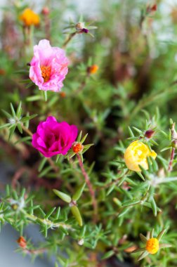 Mixed Portulaca clipart