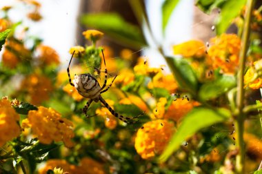 örümcek argiope lobata