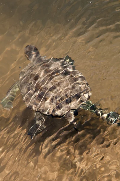 Pond Terrapin Turtle — kuvapankkivalokuva