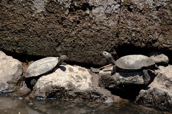 欧洲池塘鳖龟 — 图库照片