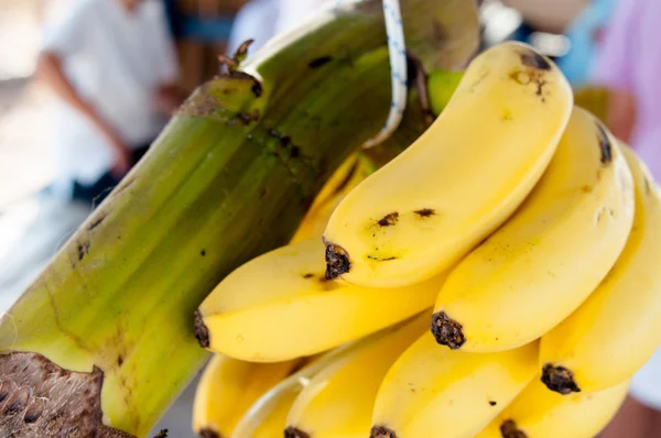 Fresh mini bananas — Stock Photo, Image
