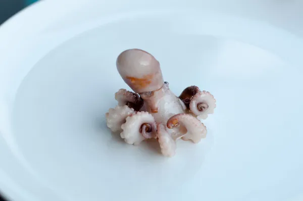 Baby octopus (Moscardini) — Stock Photo, Image