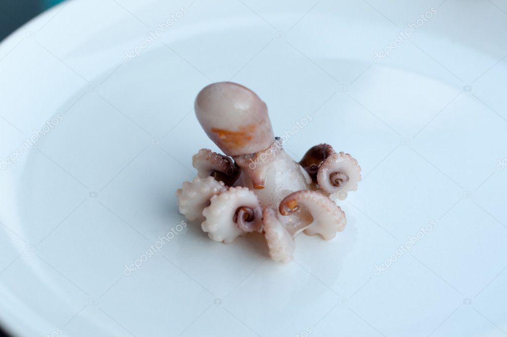 Baby Octopus Moscardini Stock Photo By C Franky242