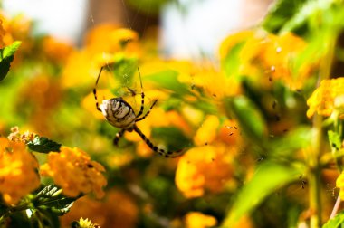 örümcek argiope lobata