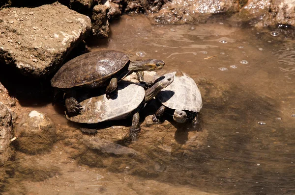 European Pond Terrapin Turtles — Stock Photo, Image