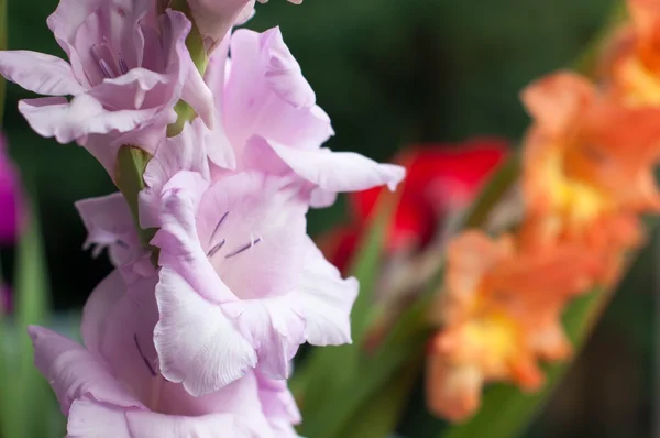 Gladiolus bouquet — Stock Photo, Image