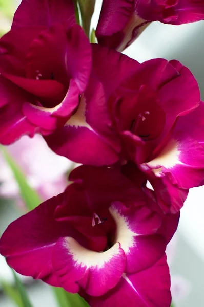 Gladiolus priscilla. rosa Gladiolen — Stockfoto