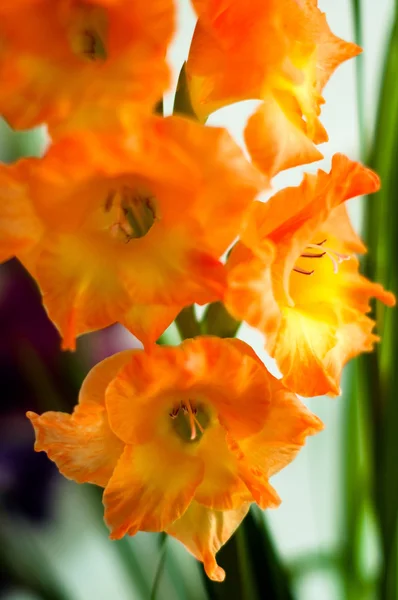 Gyönyörű narancssárga kardvirág — Stock Fotó