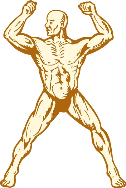 人体解剖学-男性ボディビルダーの筋肉を屈曲 — ストックベクタ