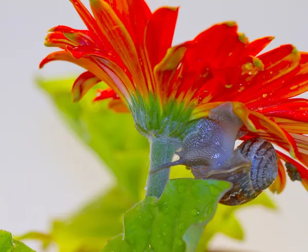 Caracol em uma flor — Fotografia de Stock