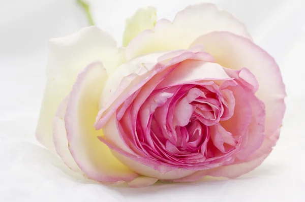 Rose — Stock Photo, Image