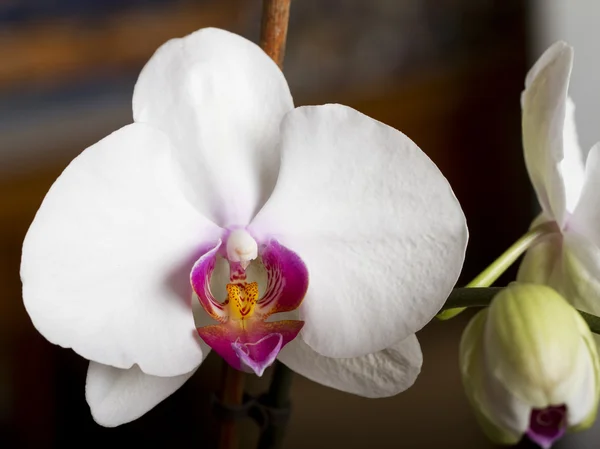 Orchid — Stock Photo, Image