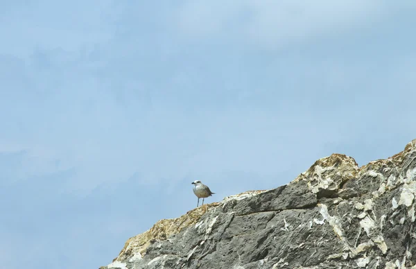 stock image Seagull