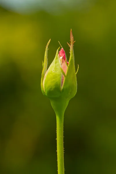 Rosebud — Zdjęcie stockowe
