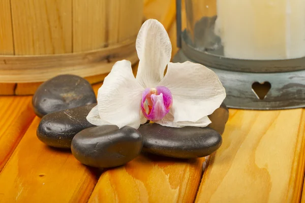 Orkidé och stenar — Stockfoto