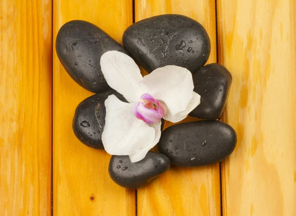 Orchidej a kameny — Stock fotografie