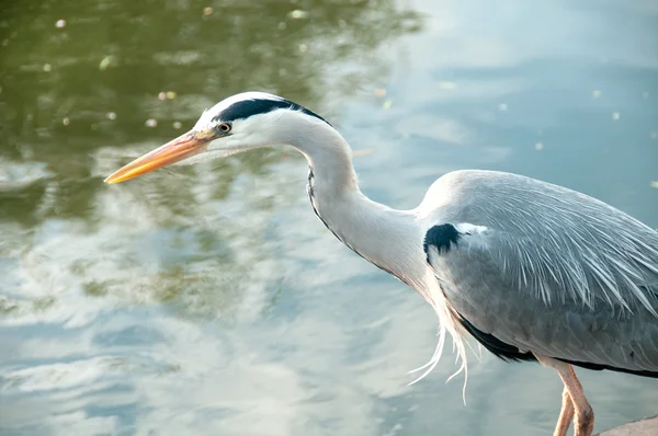 stock image Heron on the dock