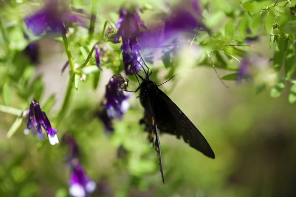 Крупный план черной бабочки на фиолетовый цветок — стоковое фото