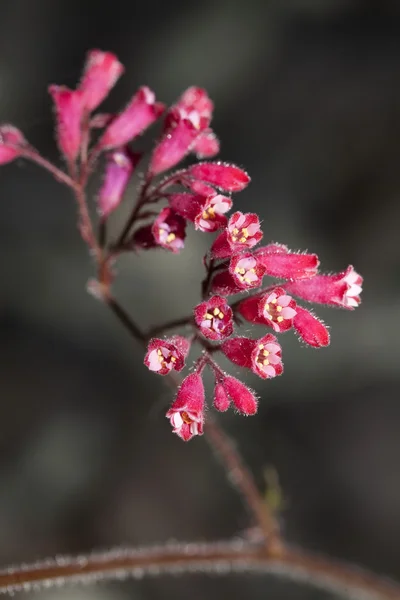 屋外の枝の赤い花のクローズ アップ — ストック写真