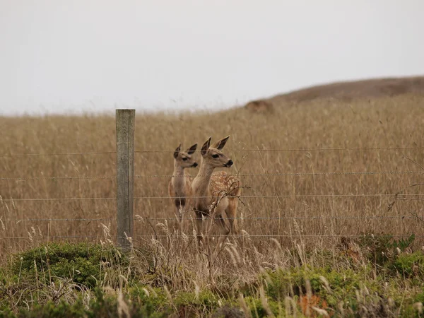 Two Young Fawns Next To Barbed Wire Fence