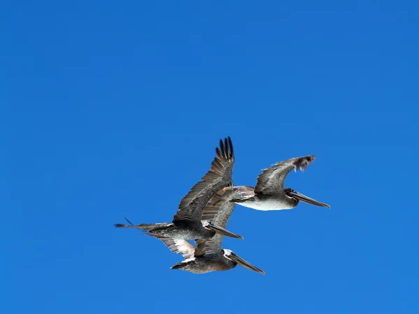 Trois pélicans en vol avec ciel bleu — Photo