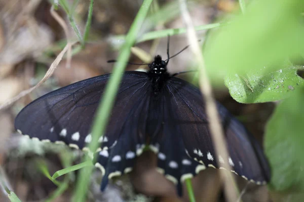 在地面上的黑蝴蝶特写叶草 — 图库照片
