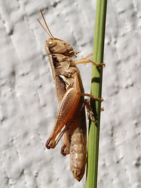 Fechar-se de Grasshopper em Green Stalk ao ar livre — Fotografia de Stock