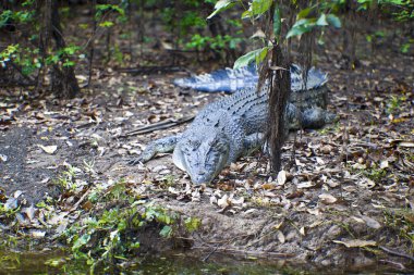 Large Crocodile clipart