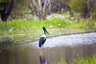 Bird Life In Kakadu National Park clipart