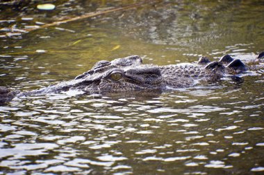 Large Crocodile In The Water clipart