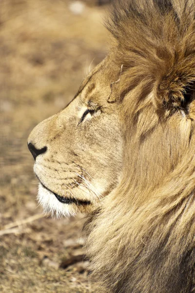 Majestic Lion — Stock Photo, Image
