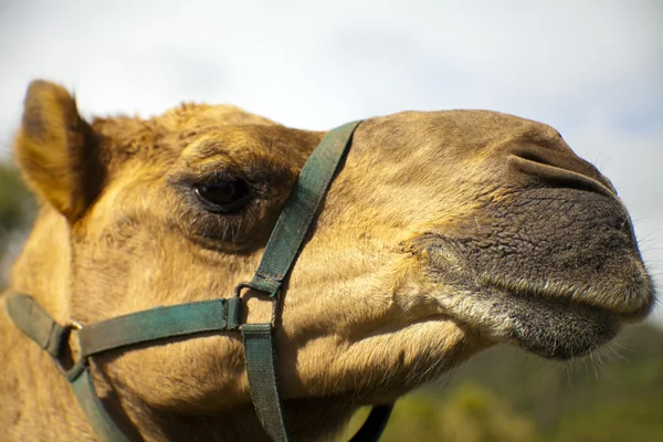 Κεφάλι του μια καμήλα — Φωτογραφία Αρχείου