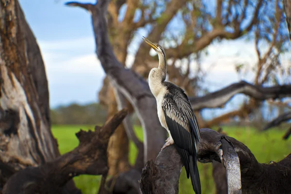 Птичья жизнь в национальном парке Какаду — стоковое фото